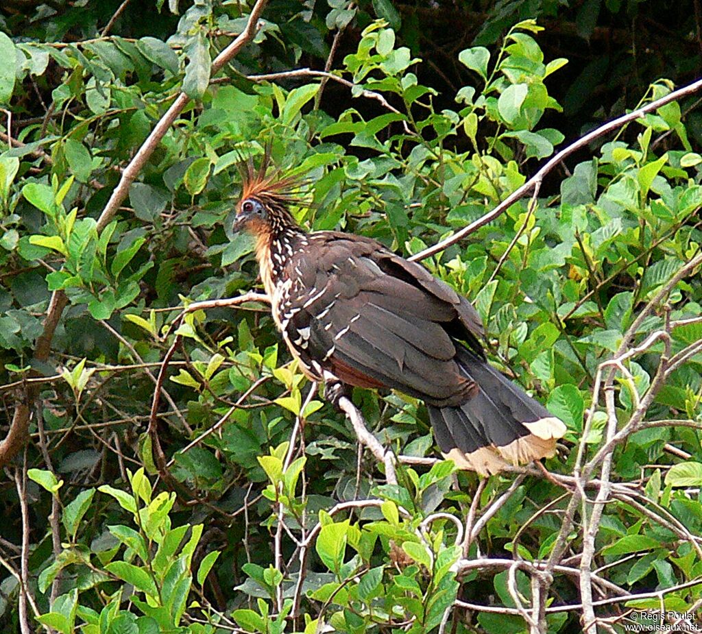 Hoazin huppéadulte, identification