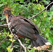 Hoatzin