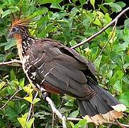 Hoatzin