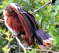 Hoatzin