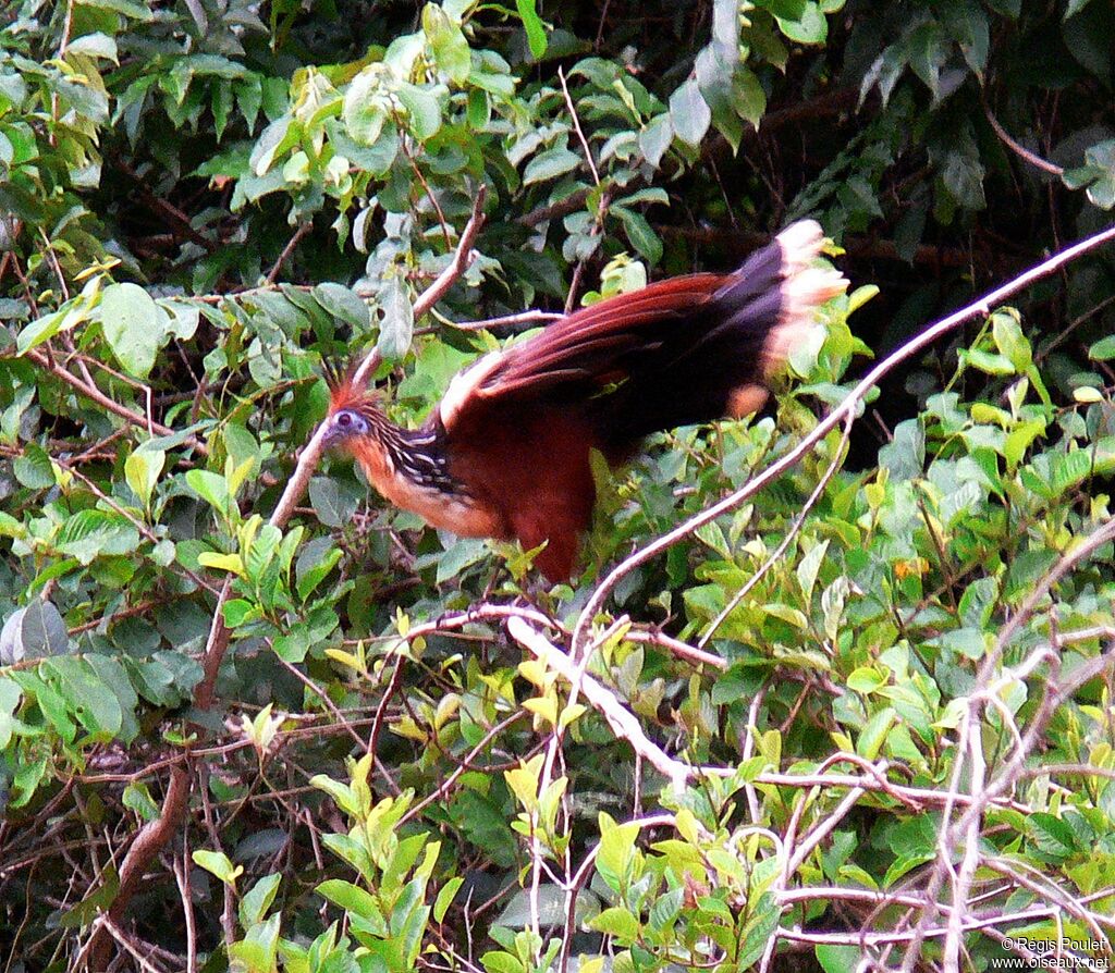 Hoazin huppéadulte, identification