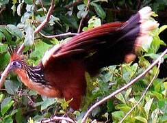 Hoatzin