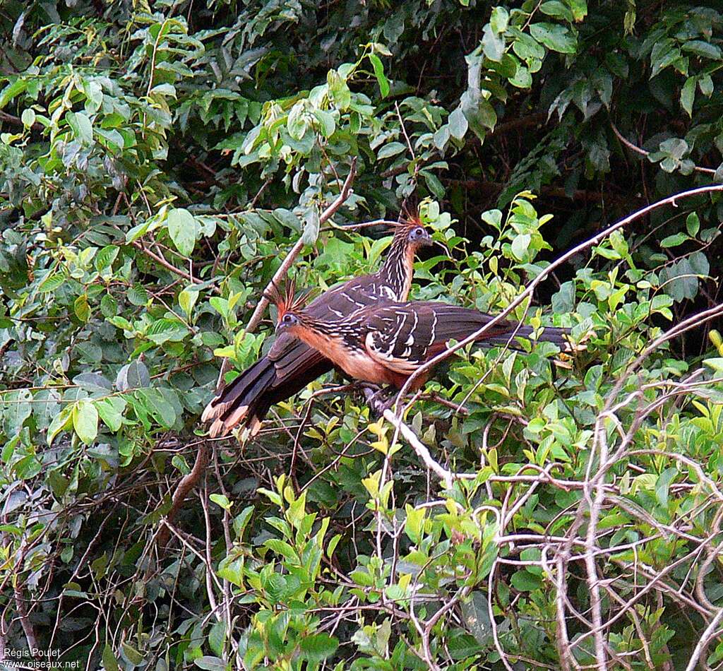 Hoazin huppéadulte, habitat, Comportement