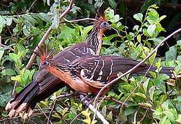 Hoatzin