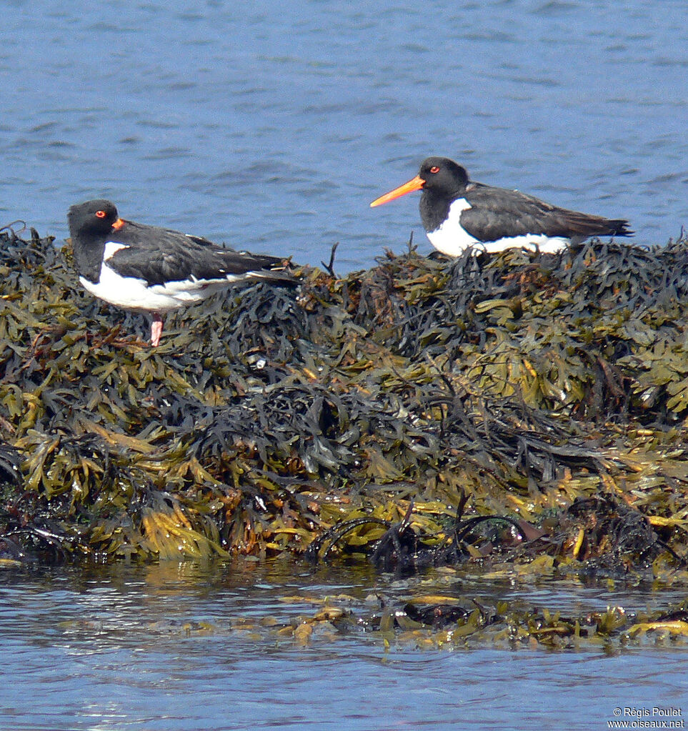 Eurasian Oystercatcher adult breeding