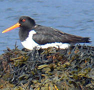 Eurasian Oystercatcher