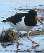 Eurasian Oystercatcher