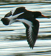 Eurasian Oystercatcher