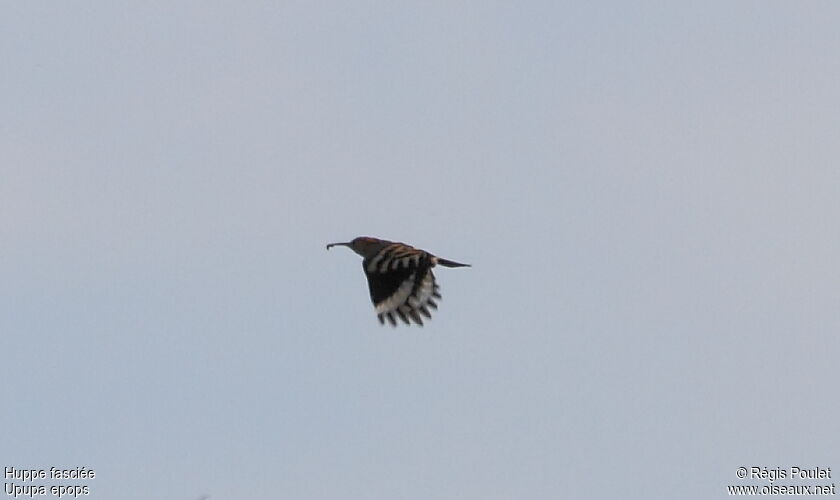 Eurasian Hoopoeadult, Flight