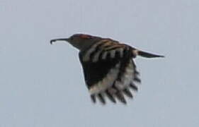 Eurasian Hoopoe