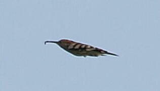 Eurasian Hoopoe