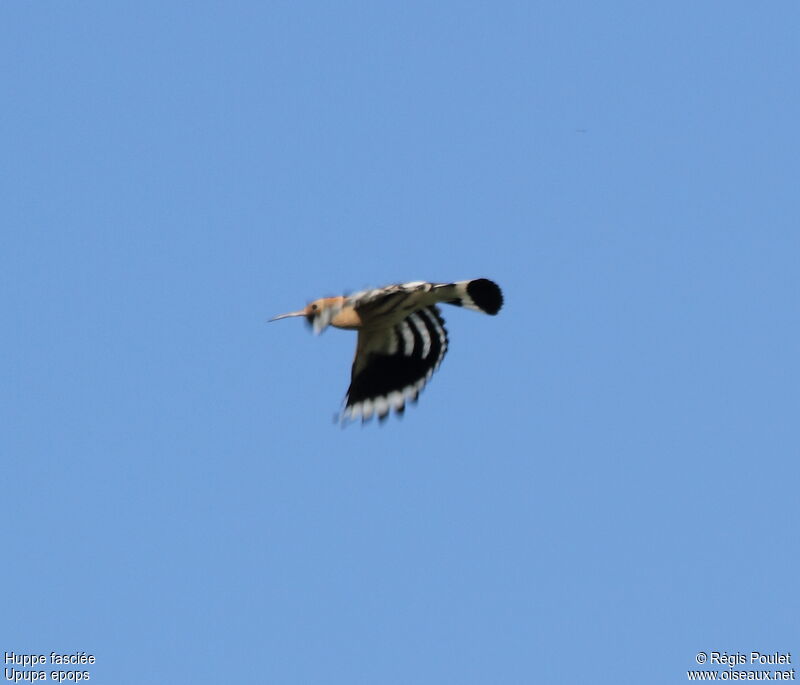 Eurasian Hoopoe, Flight