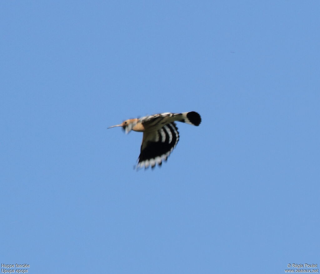 Eurasian Hoopoe, Flight