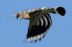 Eurasian Hoopoe