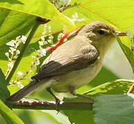 Melodious Warbler