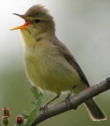 Melodious Warbler