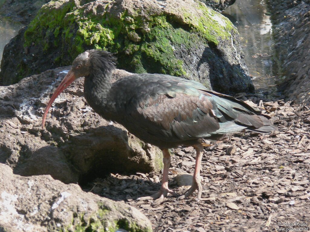 Ibis chauveadulte