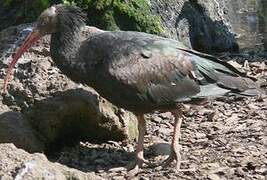 Northern Bald Ibis