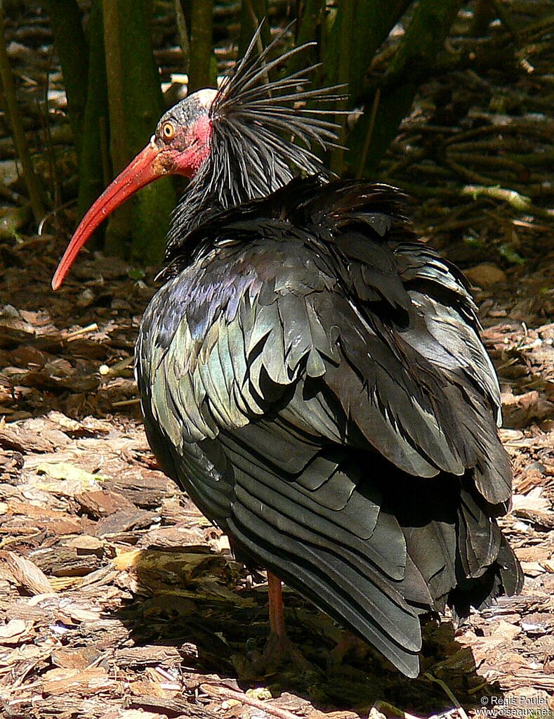 Northern Bald Ibisadult