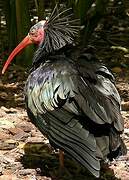 Northern Bald Ibis