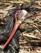 Northern Bald Ibis