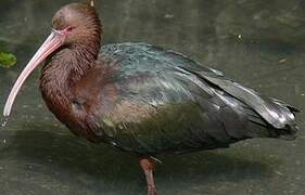 Puna Ibis