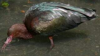 Puna Ibis