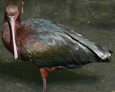 Puna Ibis