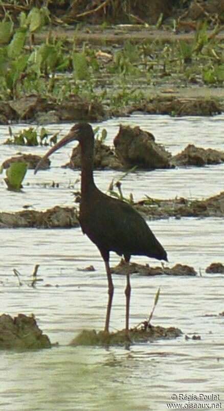 Glossy Ibis