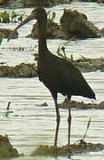 Ibis falcinelle