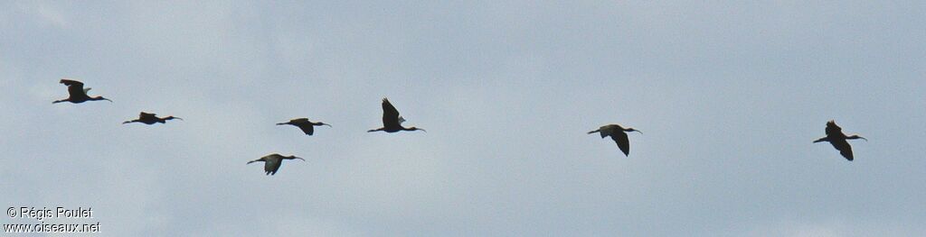 Ibis falcinelle