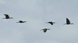 Glossy Ibis