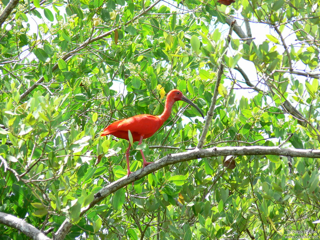 Ibis rougeadulte