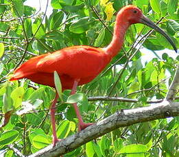 Ibis rouge