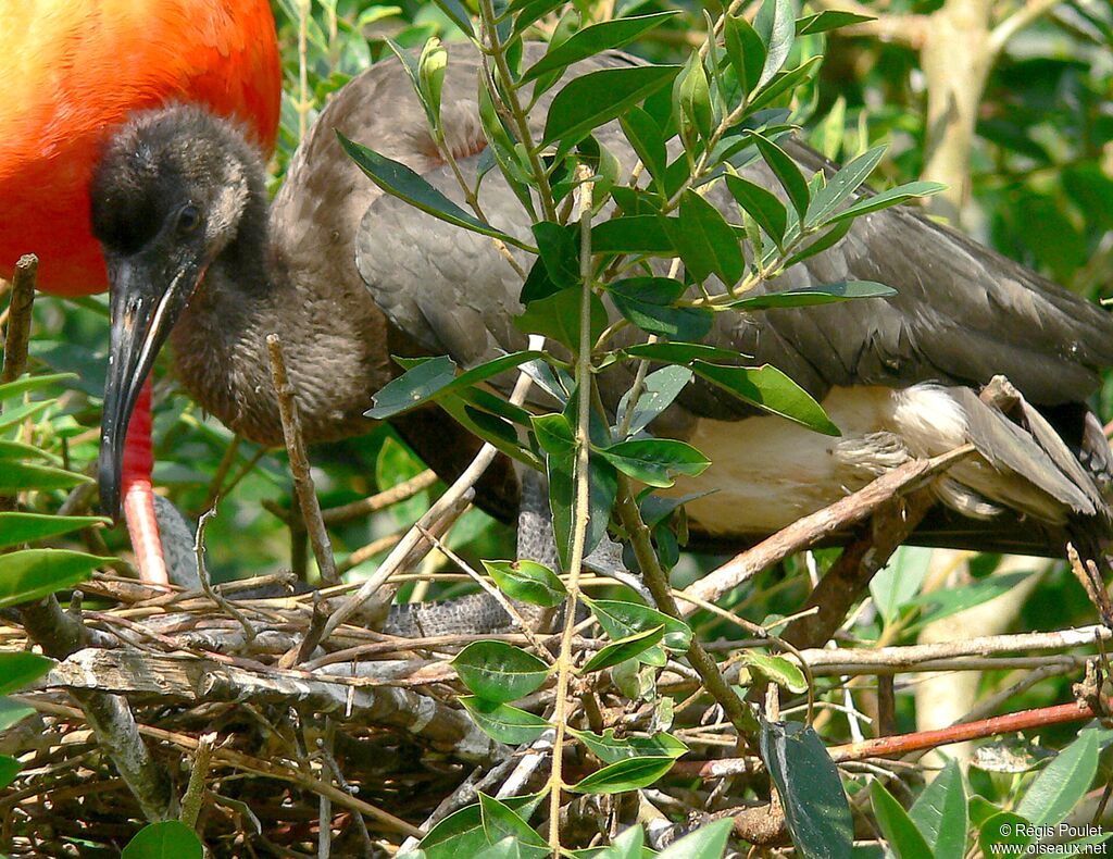 Ibis rouge1ère année