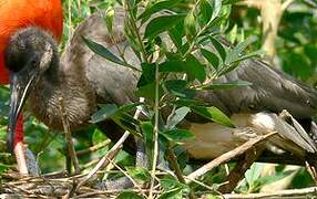 Scarlet Ibis