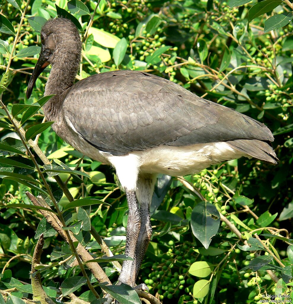 Ibis rouge1ère année