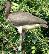 Scarlet Ibis