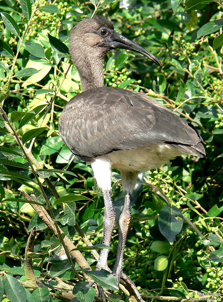 Ibis rouge1ère année