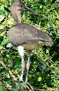 Scarlet Ibis