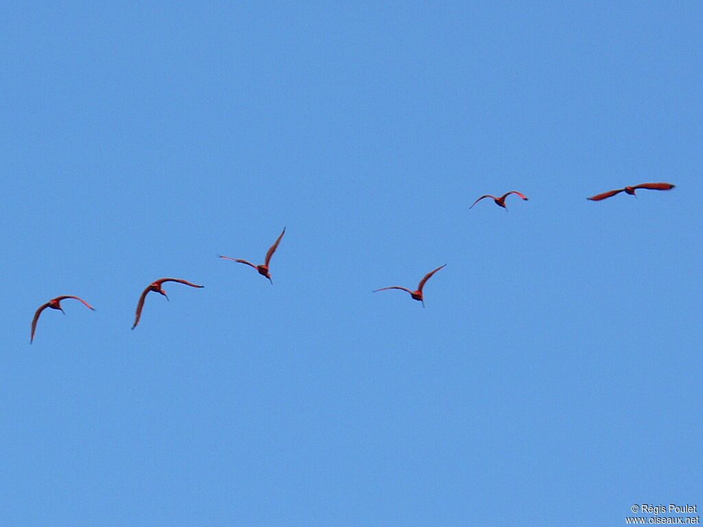 Ibis rouge