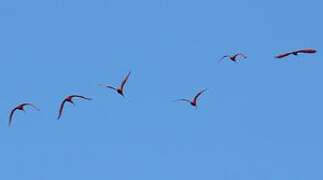 Scarlet Ibis