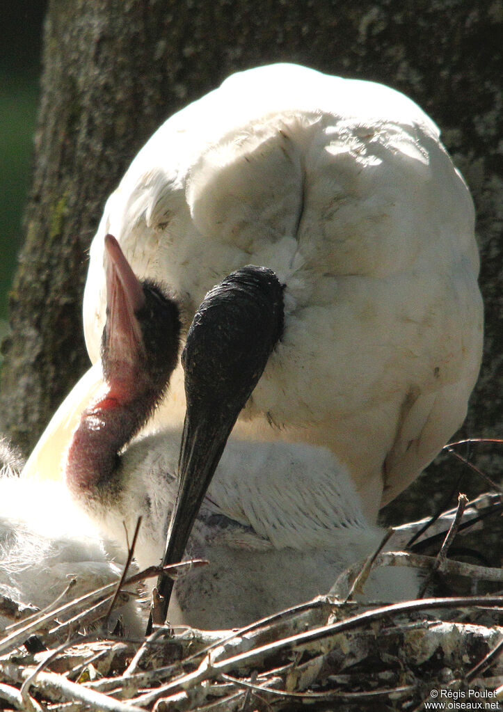 African Sacred Ibis, Reproduction-nesting, Behaviour