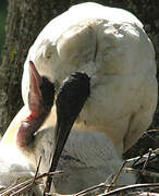 African Sacred Ibis