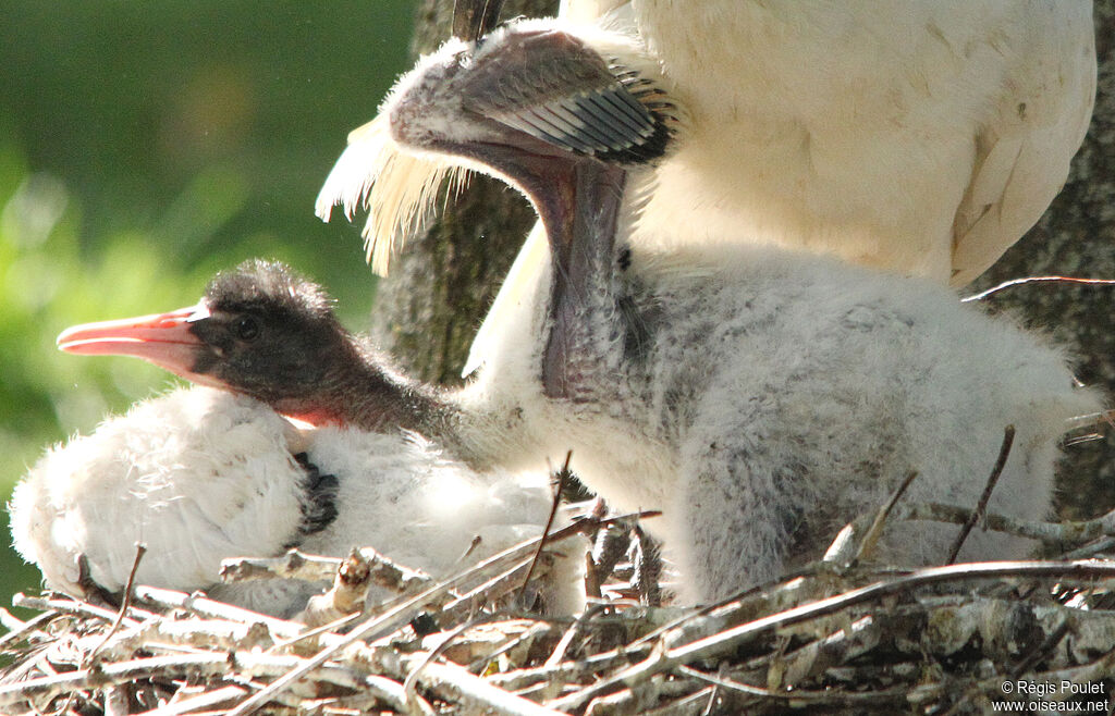 African Sacred Ibisjuvenile, identification, Reproduction-nesting