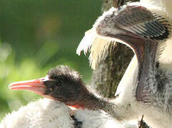 African Sacred Ibis