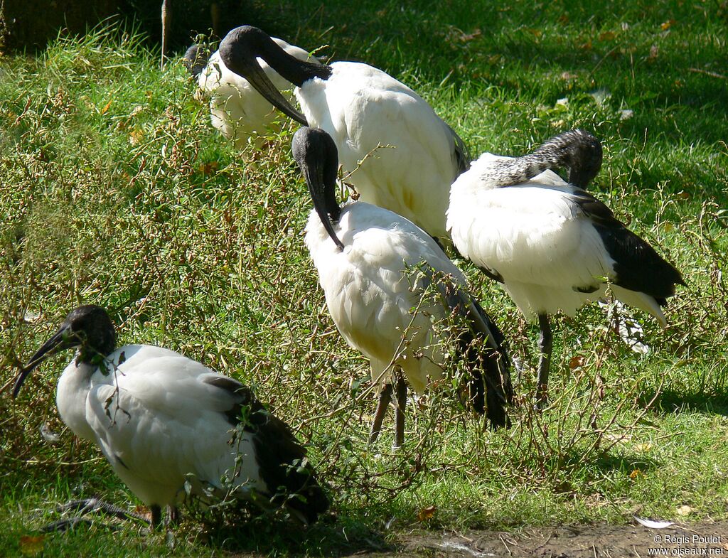 African Sacred Ibis