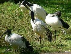 African Sacred Ibis