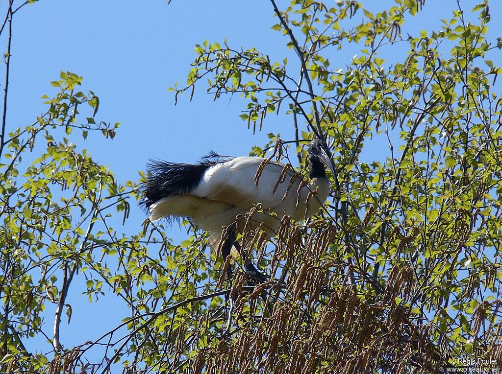 African Sacred Ibis