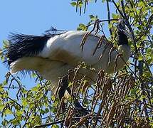 African Sacred Ibis